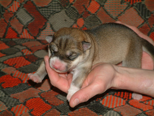 Piper_puppy.jpg