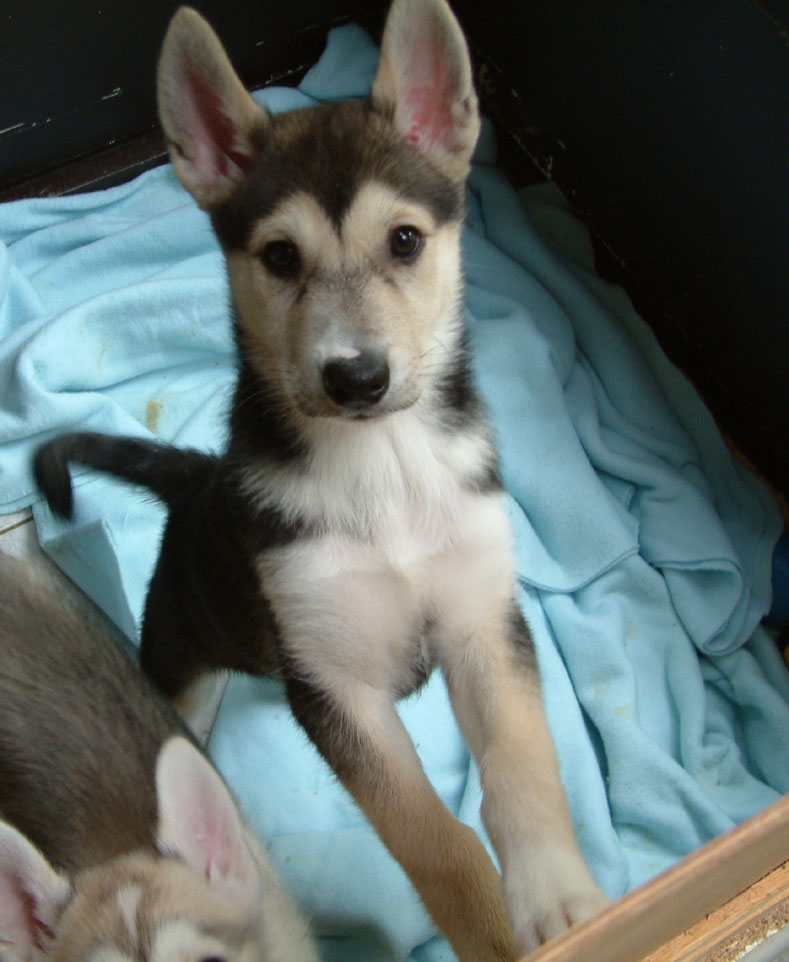 Sweetheart8week.jpg