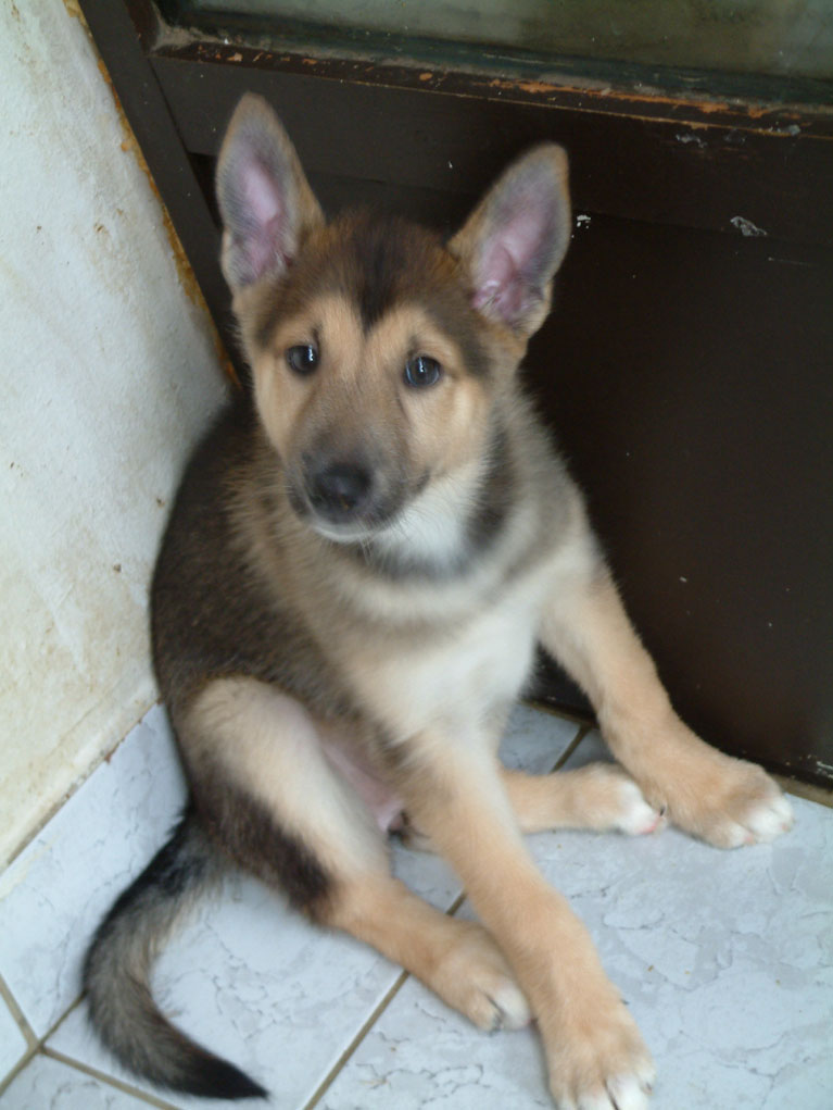 Baghira8week.jpg