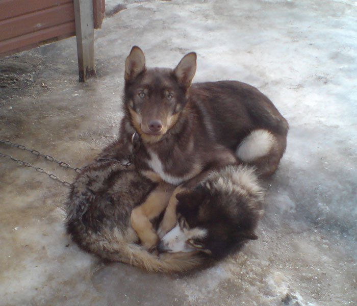 Balto.jpg