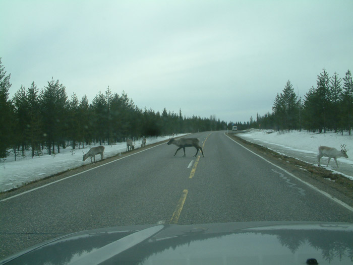 reindeers.jpg