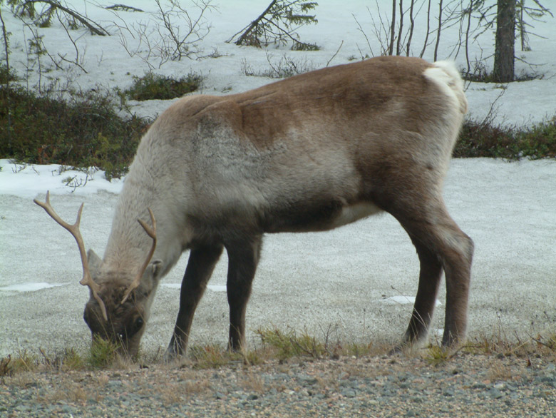 reindeer.jpg