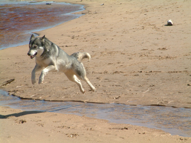 Toughie_on_the_beach1.jpg