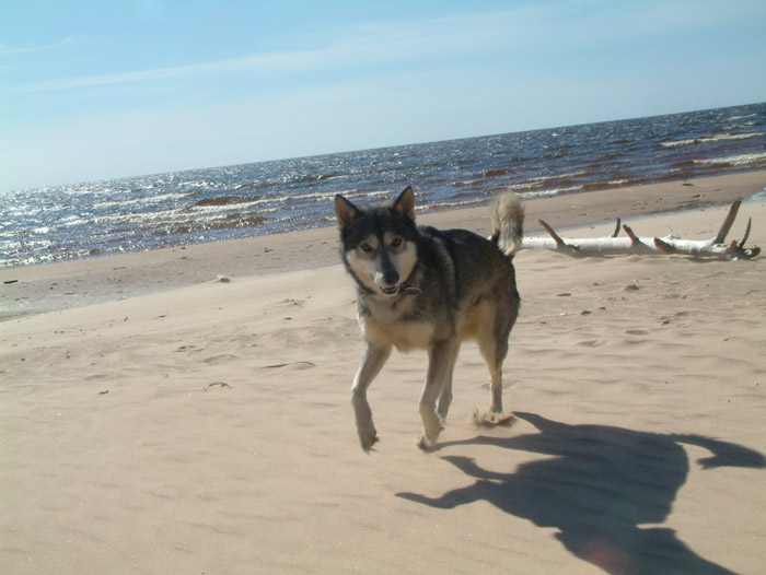 Toughie_on_the_beach3.jpg