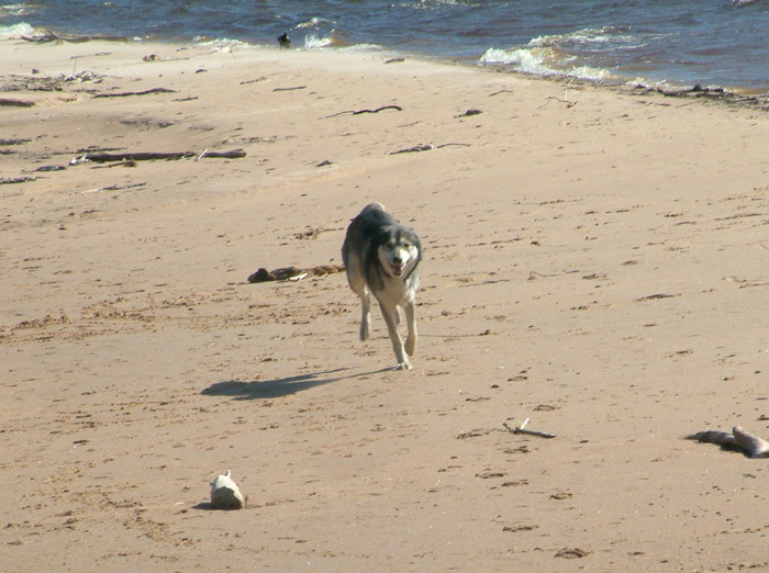 Toughie_on_the_beach4.jpg