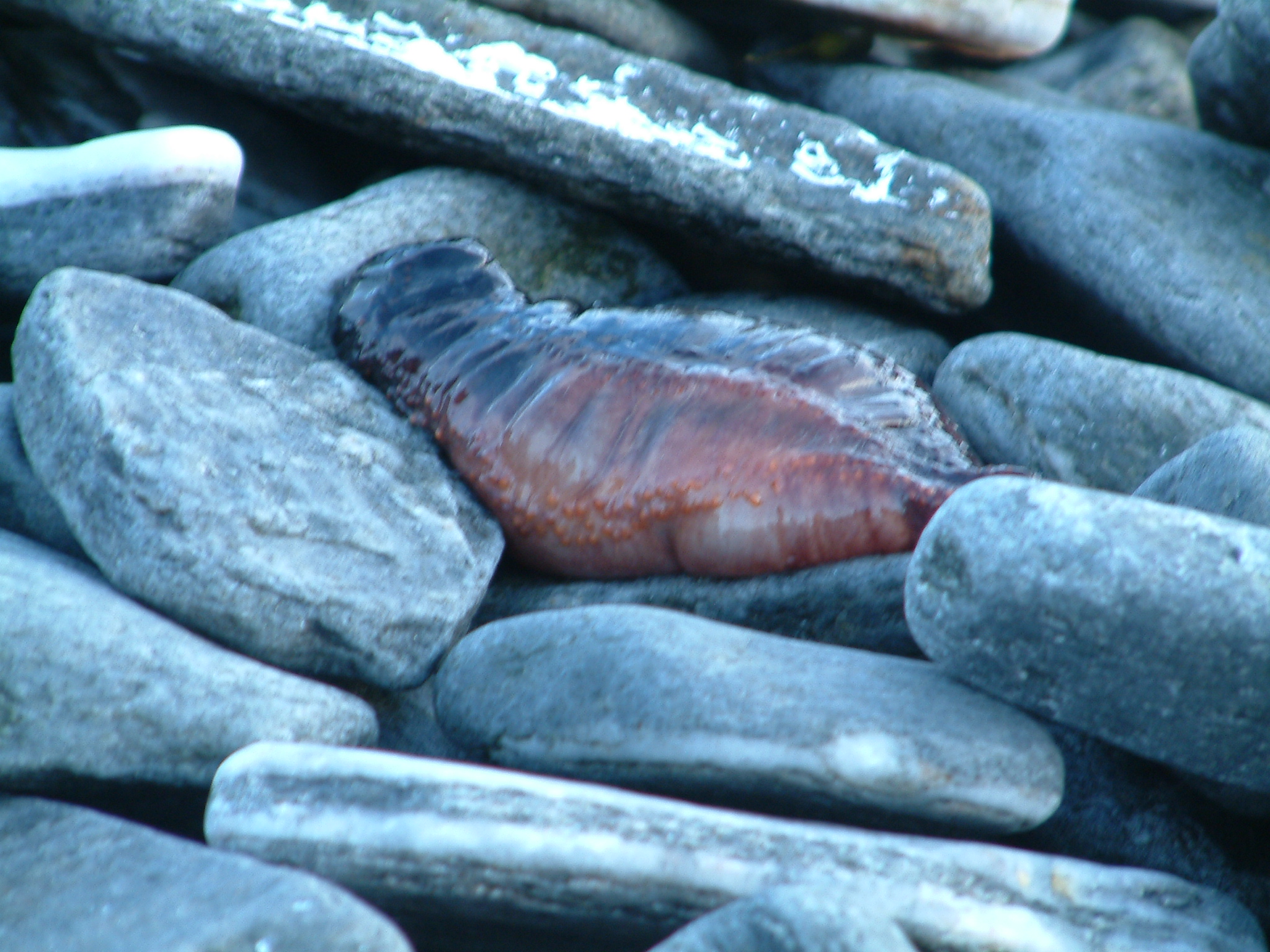 2011_april (28)
