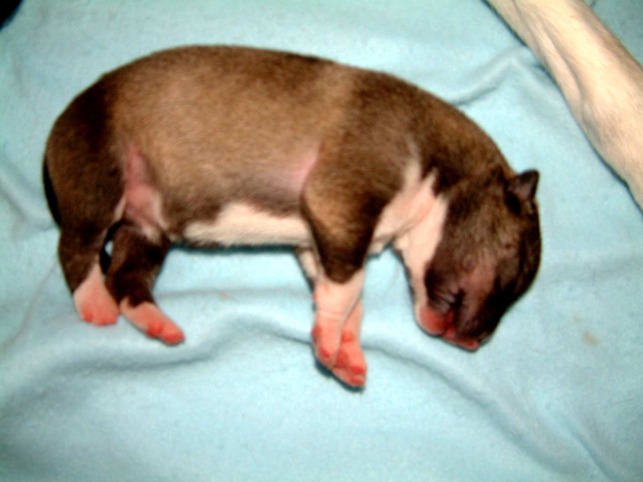 puppies2