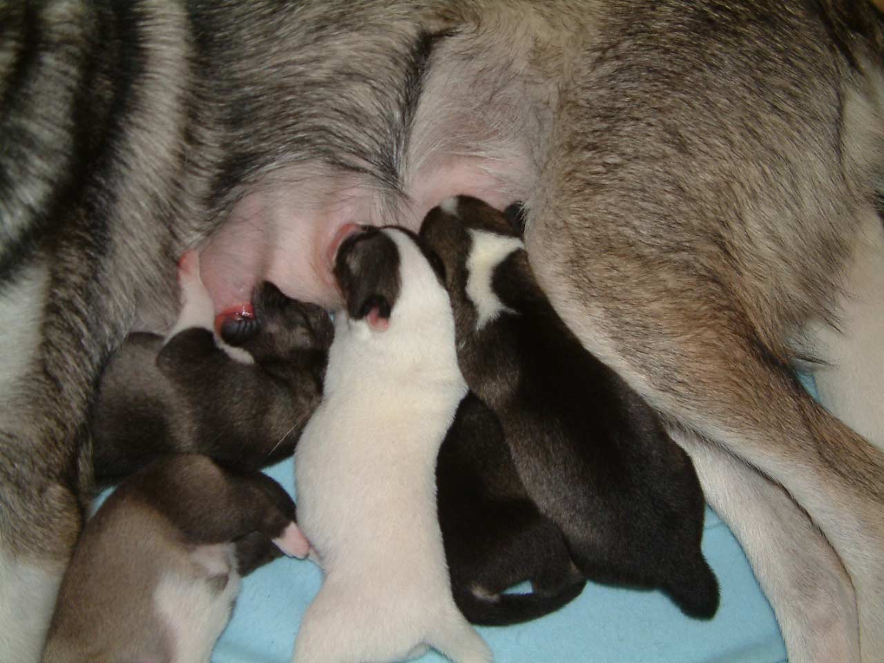puppies3