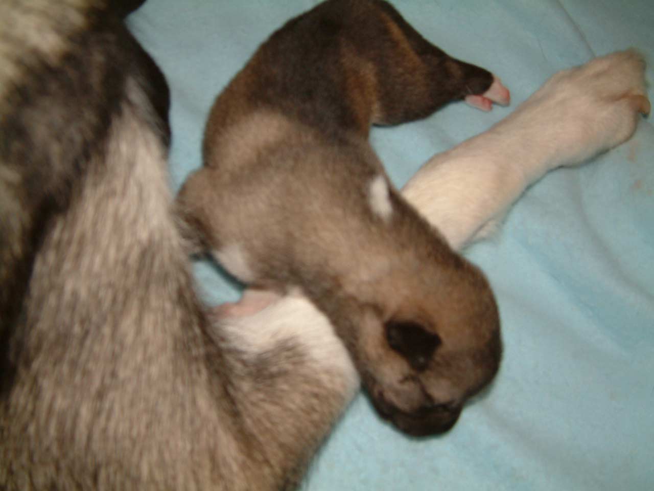 puppy