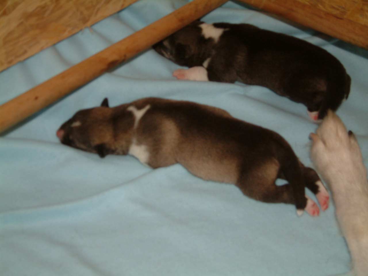 puppy_female