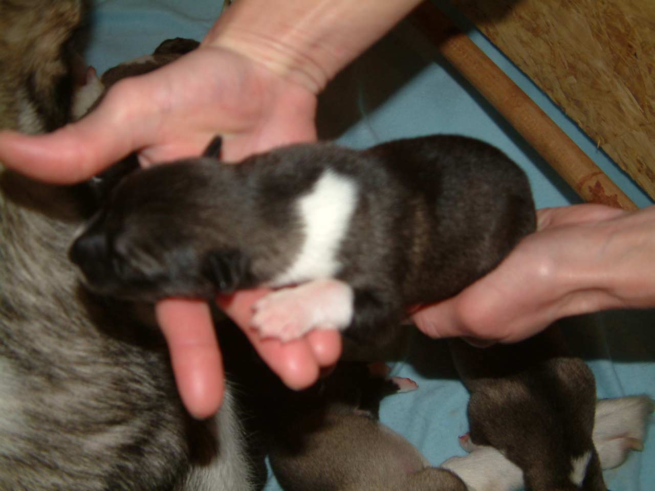 puppy_male