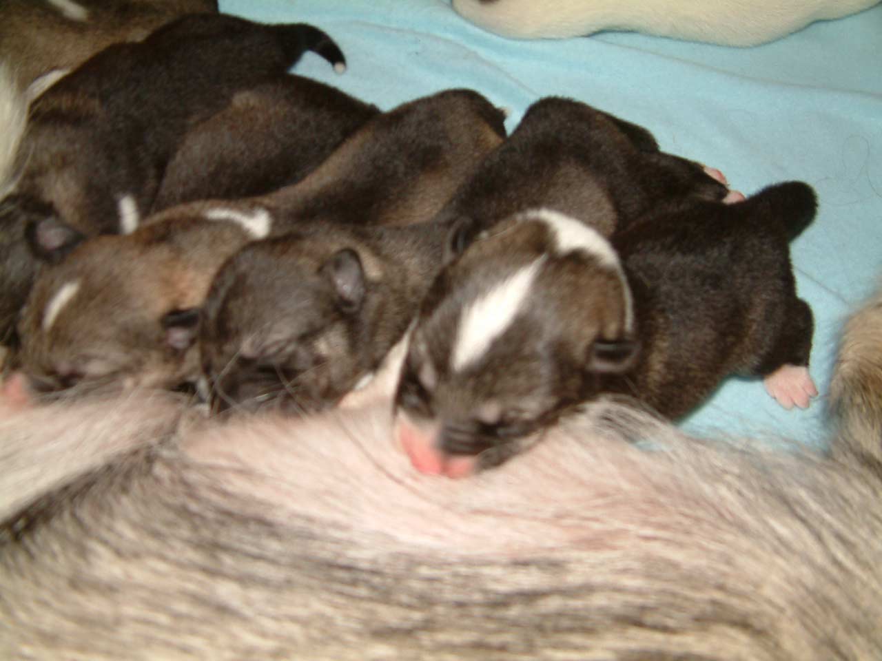 puppies4
