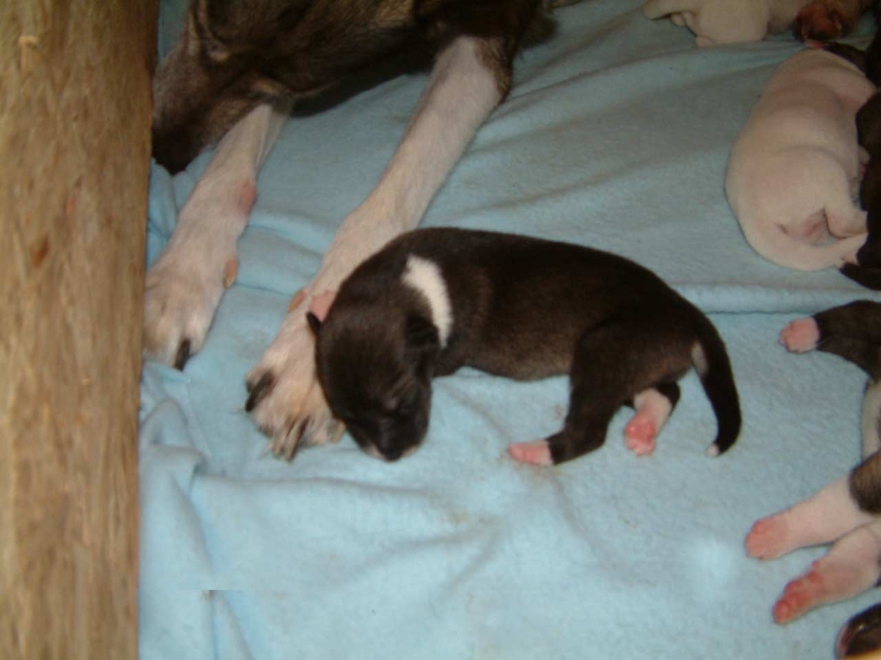 3_days_male