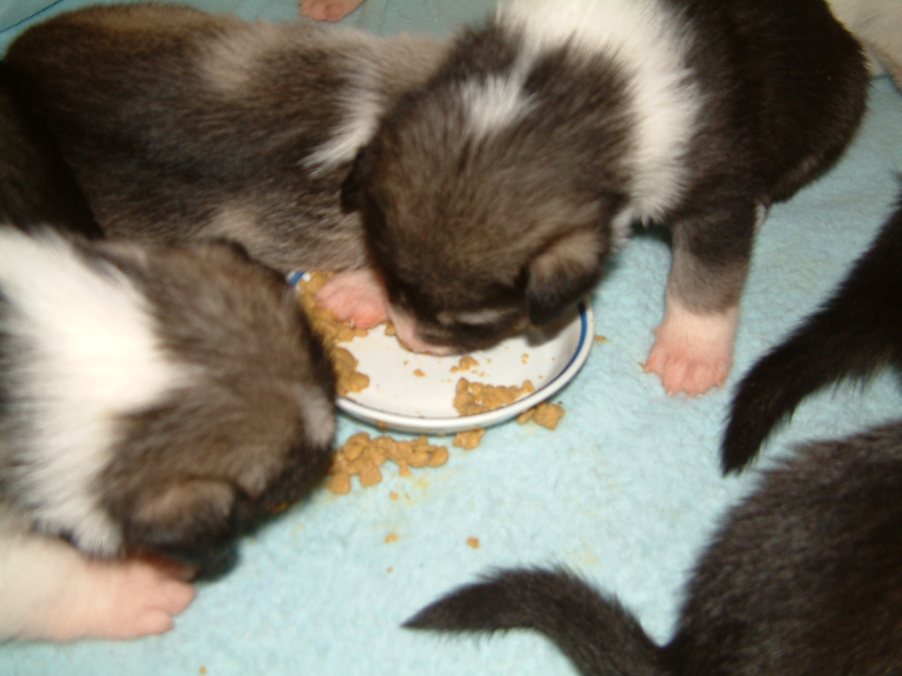 First_food(5)