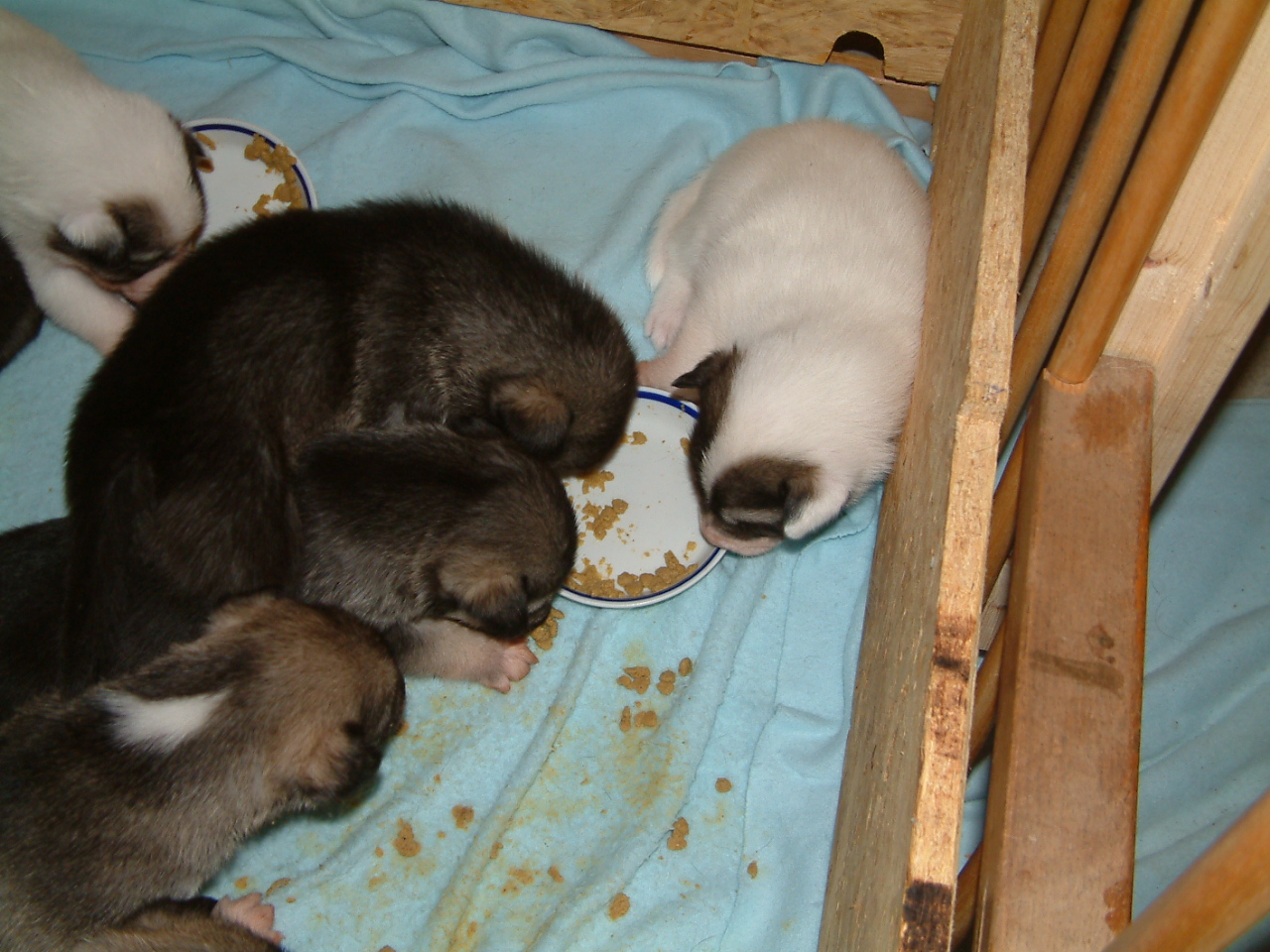 First_food