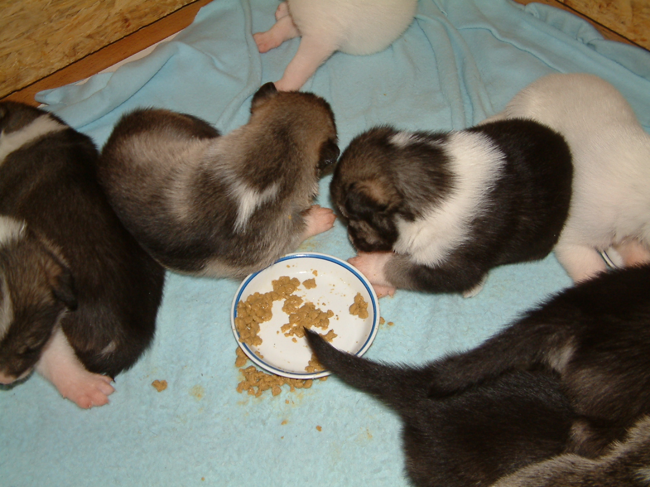 First_food (1)