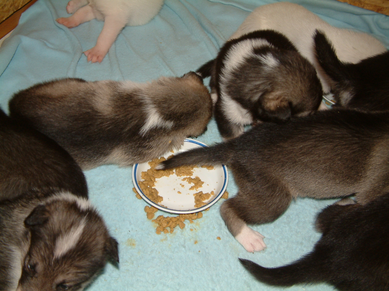 First_food (2)