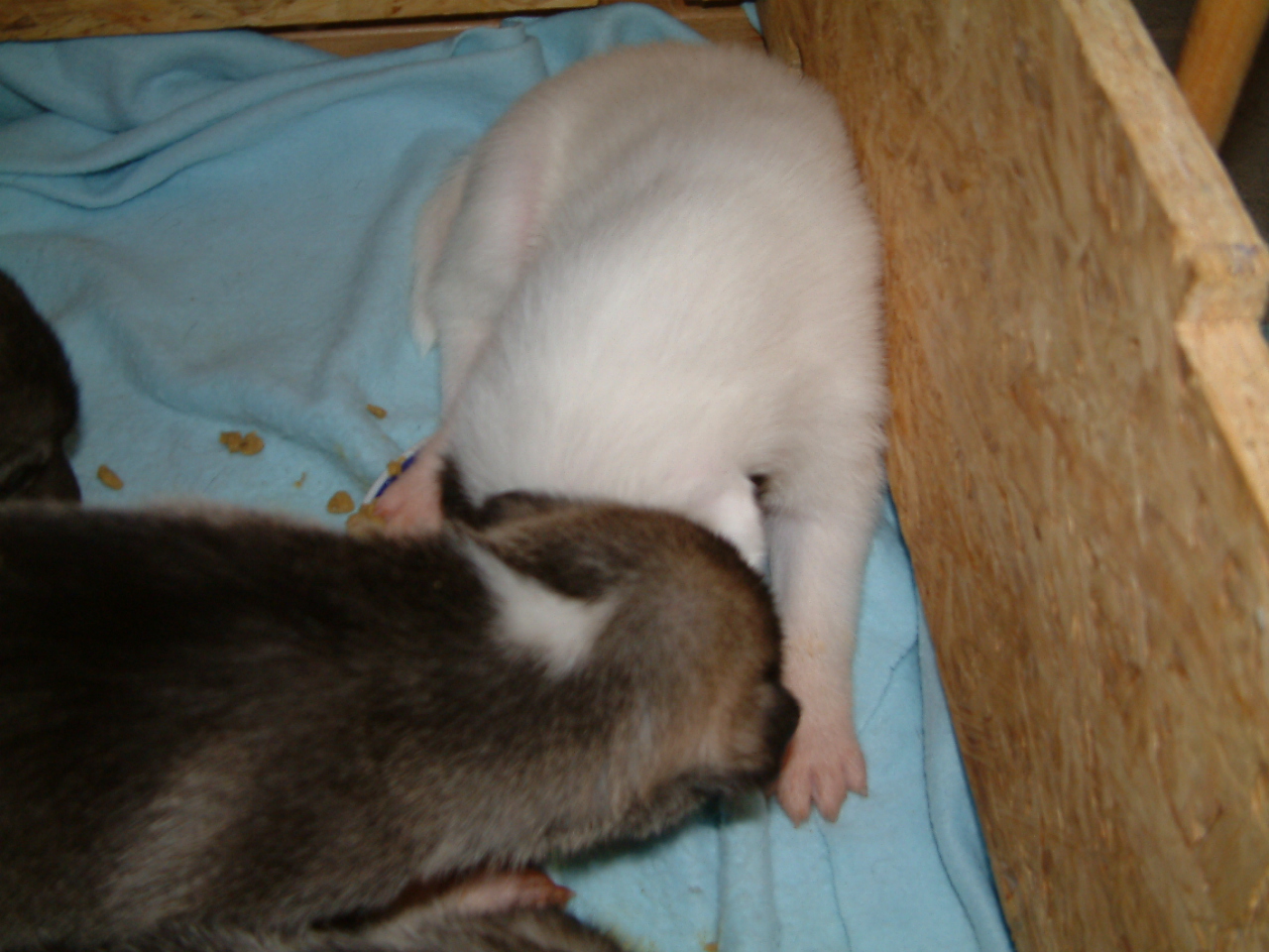 First_food (3)