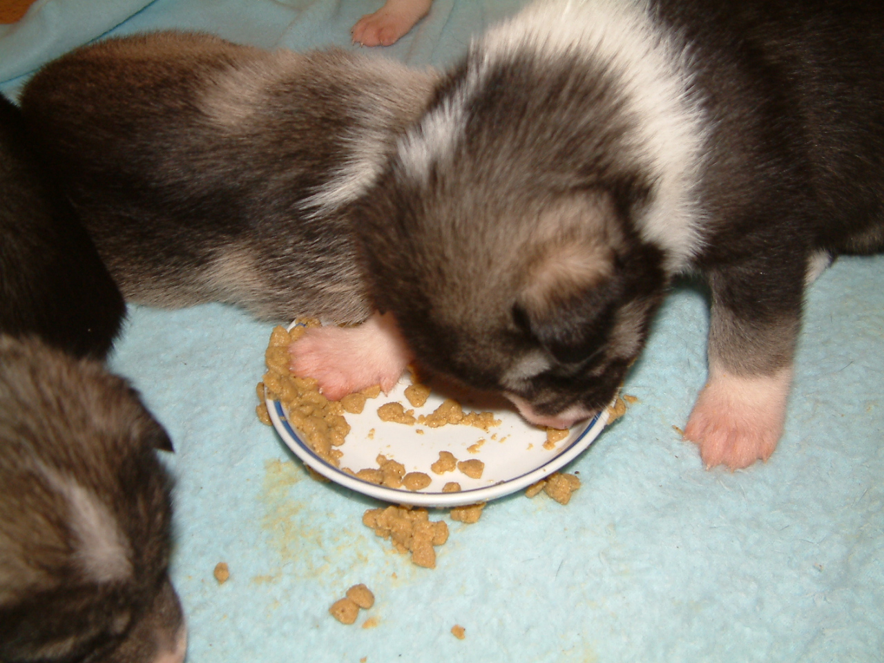 First_food (4)