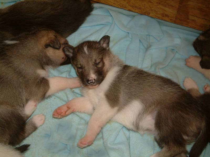 Chitina_female_4weeks