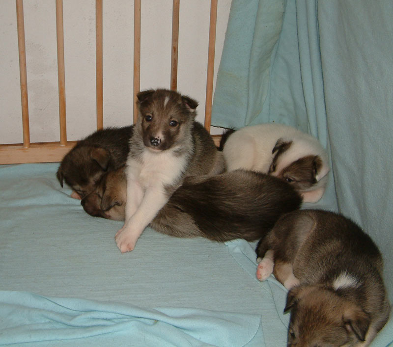 Chitina