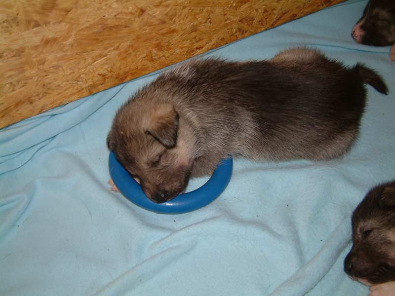 Charmy_male_4weeks
