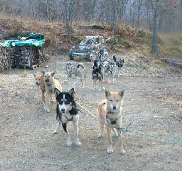 toredogs.jpg