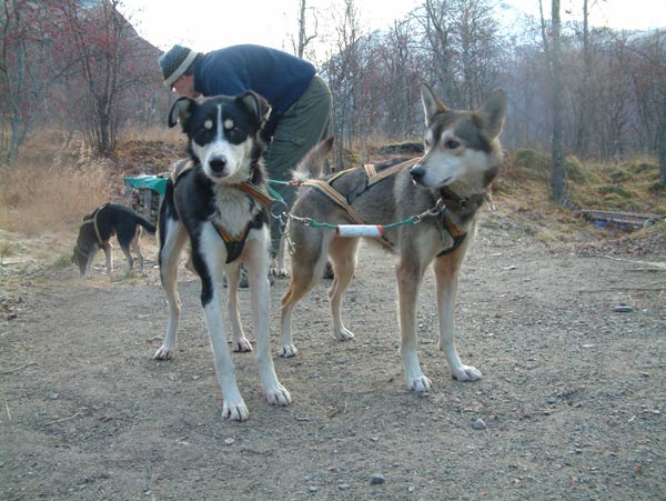 toredogs2.jpg