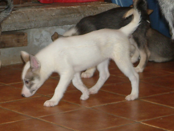 Cessna_9weeks