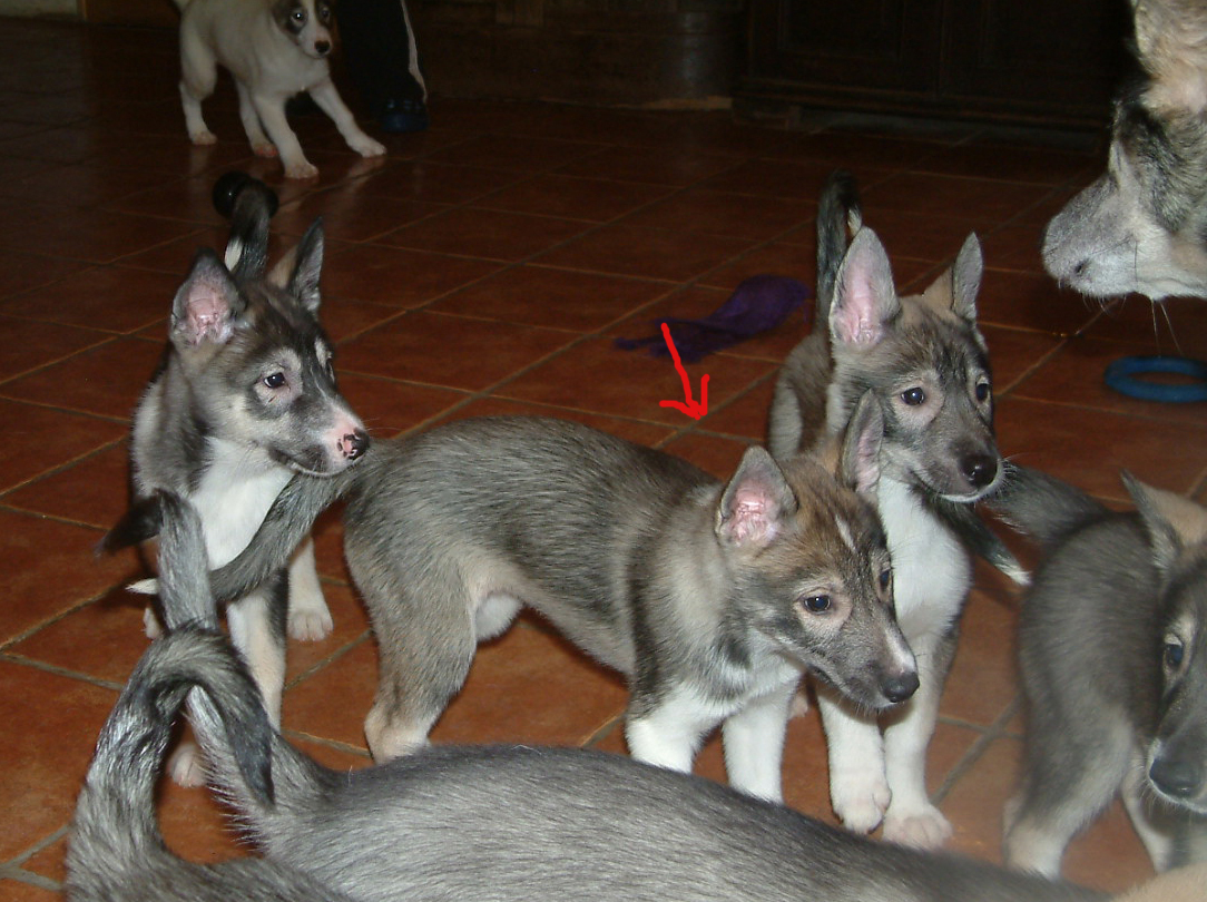 Chitina9weeks