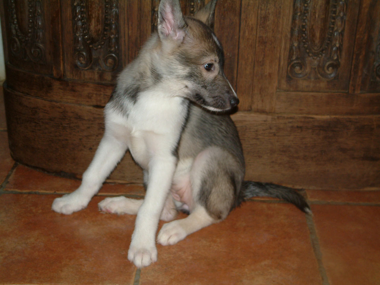 Chitina_4web