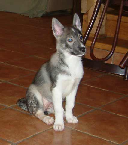 Chitina_9weeks
