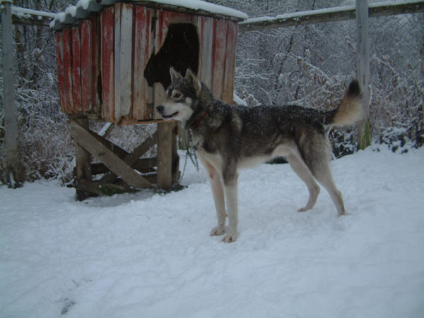 kjelldog.jpg