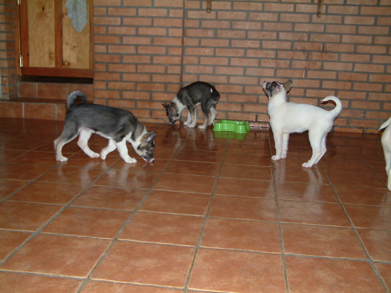itató