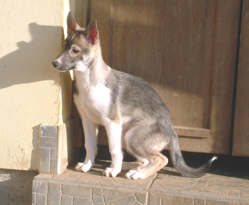 Chitina_