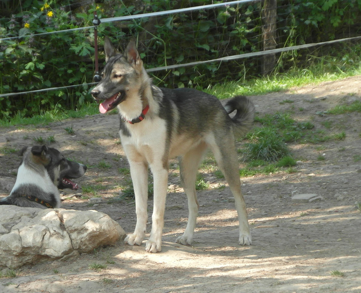 Chitina_oldal