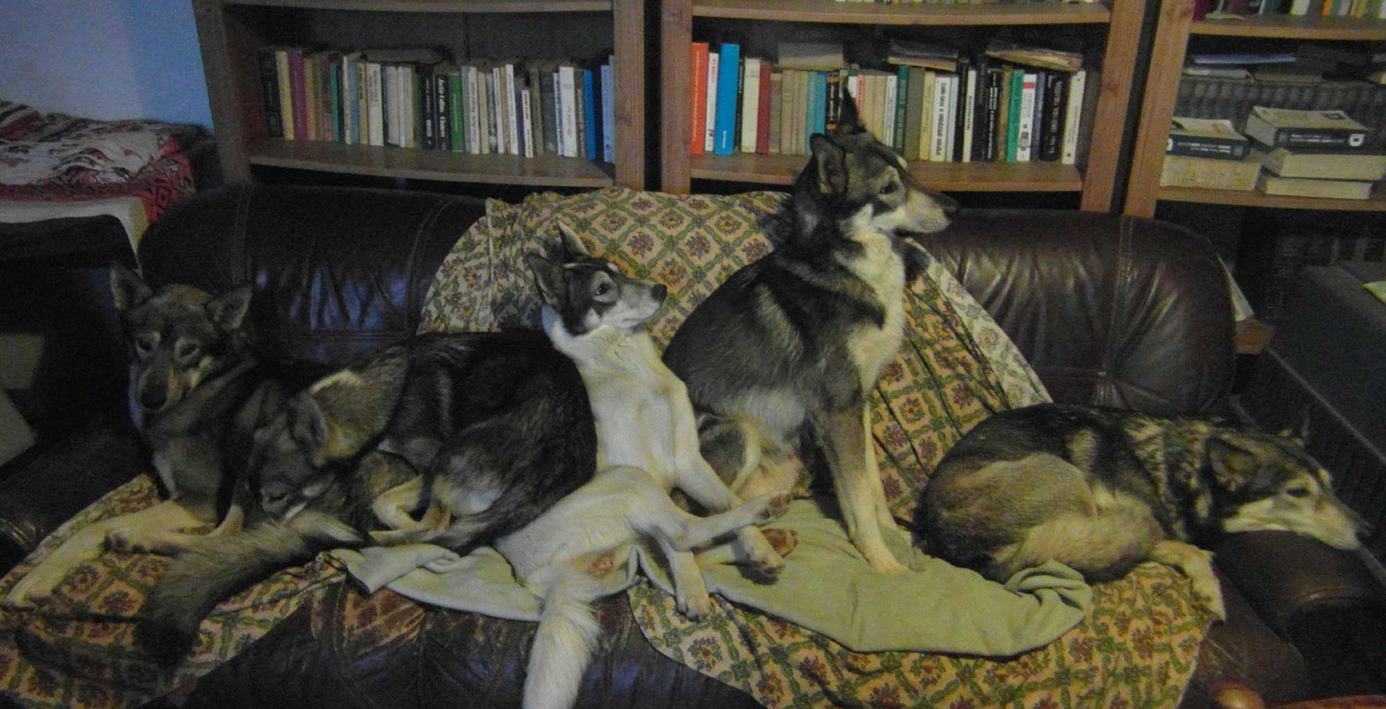 team_on_the_sofa