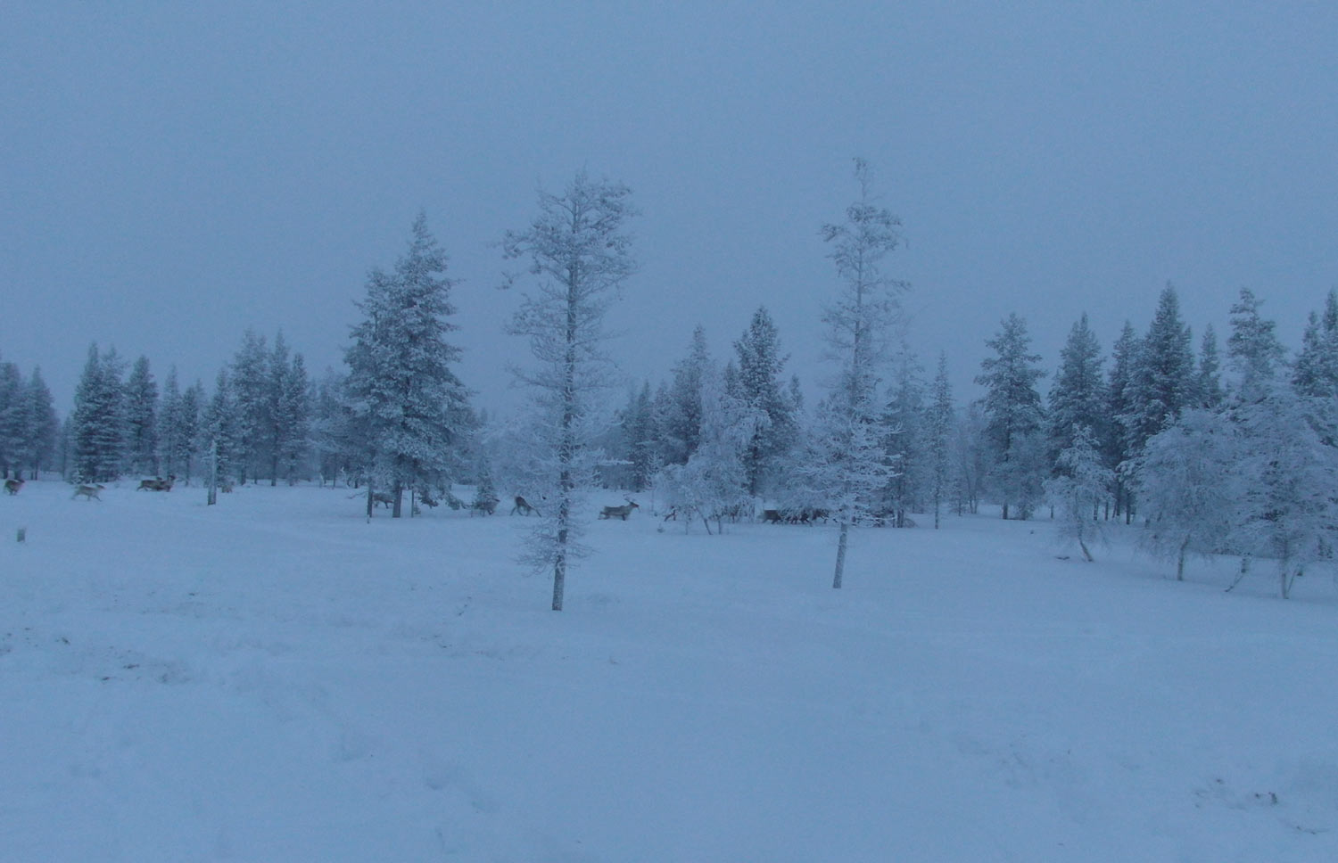 deers