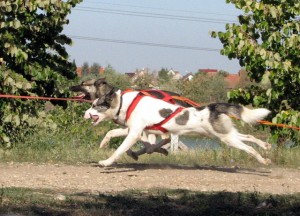 Kép