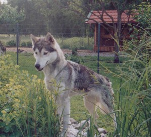 tanana-mutter.jpg