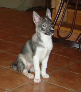 chitina_9weeks.jpg